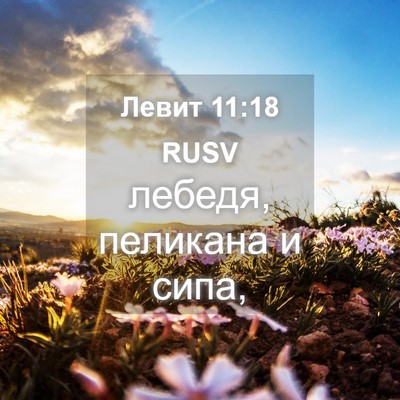 Picture 04 - Левит 11:18 RUSV - лебедя, пеликана и - Bible Verse Picture