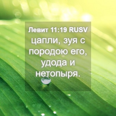 Picture 04 - Левит 11:19 RUSV - цапли, зуя с породою его, - Bible Verse Picture