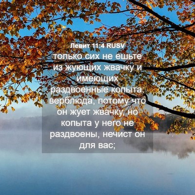 Picture 04 - Левит 11:4 RUSV - только сих не ешьте из - Bible Verse Picture