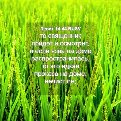Picture 04 - Левит 14:44 RUSV - то священник придет и - Bible Verse Picture
