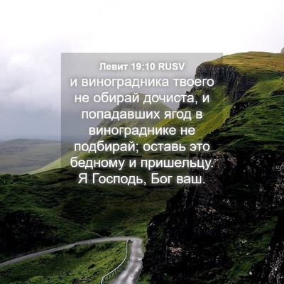 Picture 04 - Левит 19:10 RUSV - и виноградника твоего не - Bible Verse Picture