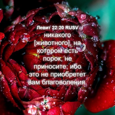 Picture 04 - Левит 22:20 RUSV - никакого [животного], на - Bible Verse Picture