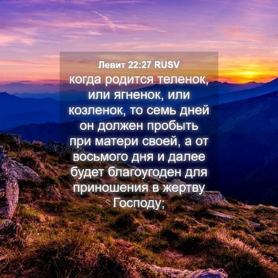 Picture 04 - Левит 22:27 RUSV - когда родится теленок, или - Bible Verse Picture