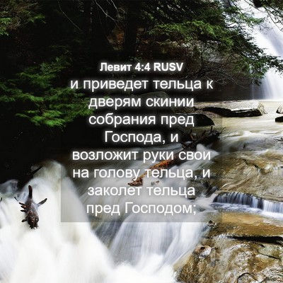 Picture 04 - Левит 4:4 RUSV - и приведет тельца к дверям - Bible Verse Picture