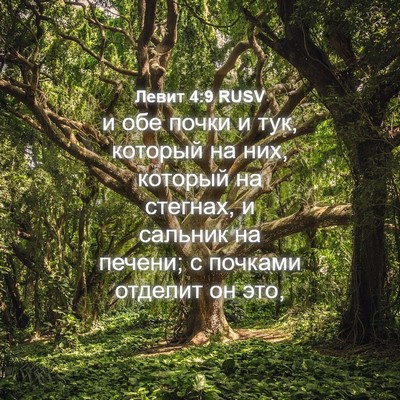 Picture 04 - Левит 4:9 RUSV - и обе почки и тук, который - Bible Verse Picture