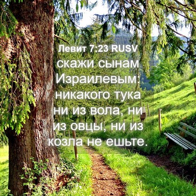 Picture 04 - Левит 7:23 RUSV - скажи сынам Израилевым: - Bible Verse Picture