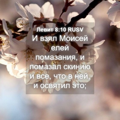 Picture 04 - Левит 8:10 RUSV - И взял Моисей елей - Bible Verse Picture