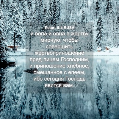 Picture 04 - Левит 9:4 RUSV - и вола и овна в жертву - Bible Verse Picture