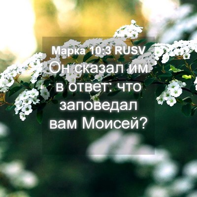 Picture 04 - Марка 10:3 RUSV - Он сказал им в ответ: что - Bible Verse Picture