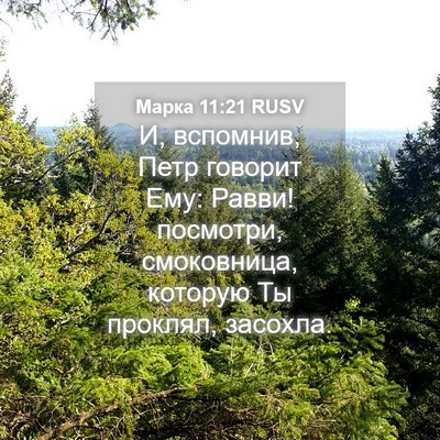 Picture 04 - Марка 11:21 RUSV - И, вспомнив, Петр говорит - Bible Verse Picture