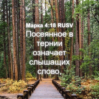 Picture 04 - Марка 4:18 RUSV - Посеянное в тернии - Bible Verse Picture