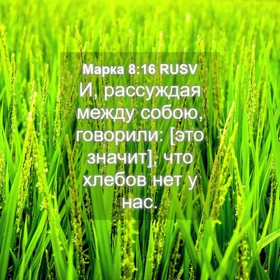 Picture 04 - Марка 8:16 RUSV - И, рассуждая между собою, - Bible Verse Picture
