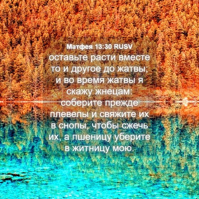 Picture 04 - Матфея 13:30 RUSV - оставьте расти вместе то и - Bible Verse Picture