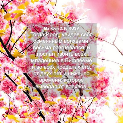 Picture 04 - Матфея 2:16 RUSV - Тогда Ирод, увидев себя - Bible Verse Picture