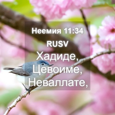 Picture 04 - Неемия 11:34 RUSV - Хадиде, Цевоиме, - Bible Verse Picture