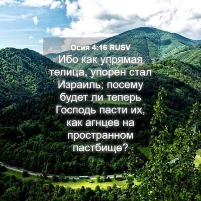 Picture 04 - Осия 4:16 RUSV - Ибо как упрямая телица, - Bible Verse Picture