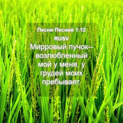 Picture 04 - Песни Песней 1:12 RUSV - Мирровый - Bible Verse Picture