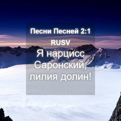 Picture 04 - Песни Песней 2:1 RUSV - Я нарцисс Саронский, лилия - Bible Verse Picture