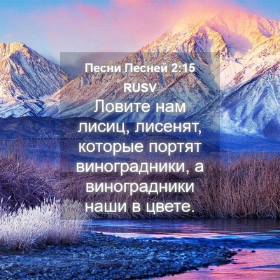 Picture 04 - Песни Песней 2:15 RUSV - Ловите нам лисиц, лисенят, - Bible Verse Picture