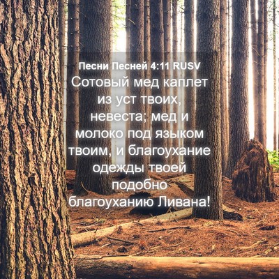 Picture 04 - Песни Песней 4:11 RUSV - Сотовый мед каплет из уст - Bible Verse Picture