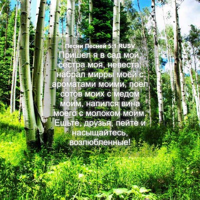 Picture 04 - Песни Песней 5:1 RUSV - Пришел я в сад мой, сестра - Bible Verse Picture