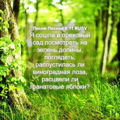 Picture 04 - Песни Песней 6:11 RUSV - Я сошла в ореховый сад - Bible Verse Picture