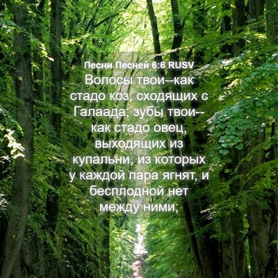 Picture 04 - Песни Песней 6:6 RUSV - Волосы твои--как стадо коз, - Bible Verse Picture