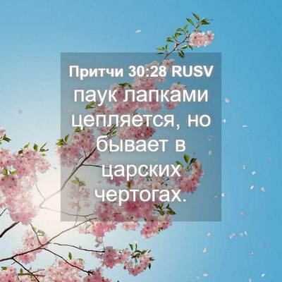 Picture 04 - Притчи 30:28 RUSV - паук лапками цепляется, но - Bible Verse Picture