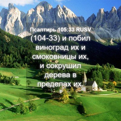 Picture 04 - Псалтирь 105:33 RUSV - (104-33) и побил виноград их и - Bible Verse Picture