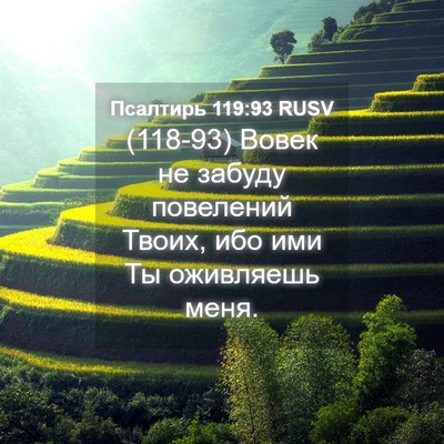 Picture 04 - Псалтирь 119:93 RUSV - (118-93) Вовек не забуду - Bible Verse Picture