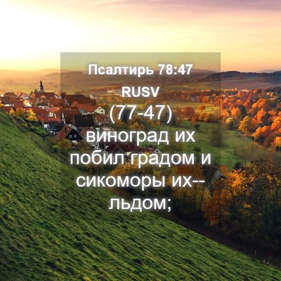 Picture 04 - Псалтирь 78:47 RUSV - (77-47) виноград их побил - Bible Verse Picture