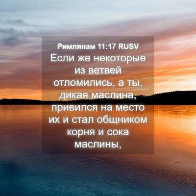 Picture 04 - Римлянам 11:17 RUSV - Если же некоторые из - Bible Verse Picture