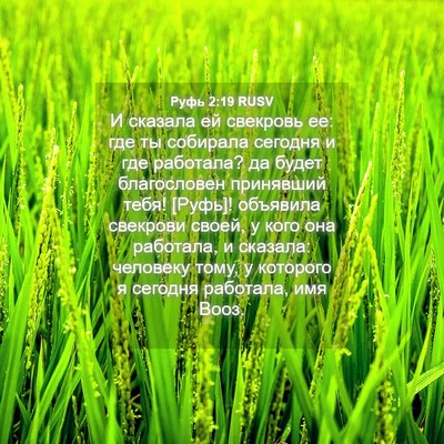 Picture 04 - Руфь 2:19 RUSV - И сказала ей свекровь ее: - Bible Verse Picture