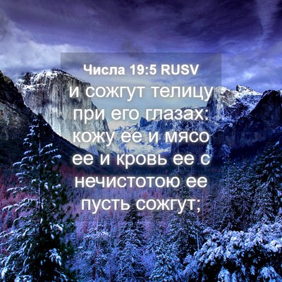 Picture 04 - Числа 19:5 RUSV - и сожгут телицу при его - Bible Verse Picture