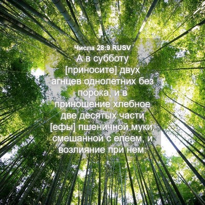 Picture 04 - Числа 28:9 RUSV - А в субботу [приносите] - Bible Verse Picture