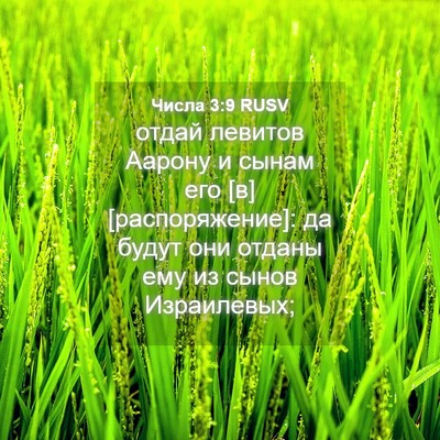 Picture 04 - Числа 3:9 RUSV - отдай левитов Аарону и - Bible Verse Picture