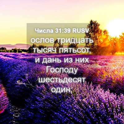 Picture 04 - Числа 31:39 RUSV - ослов тридцать тысяч - Bible Verse Picture