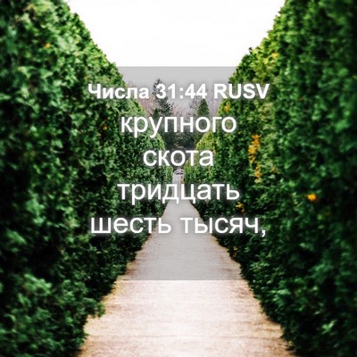 Picture 04 - Числа 31:44 RUSV - крупного скота тридцать - Bible Verse Picture