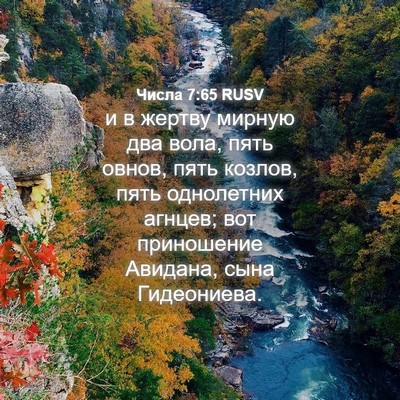 Picture 04 - Числа 7:65 RUSV - и в жертву мирную два вола, - Bible Verse Picture