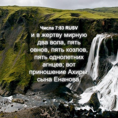 Picture 04 - Числа 7:83 RUSV - и в жертву мирную два вола, - Bible Verse Picture