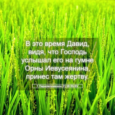 Picture 05 - 1 Паралипоменон 21:28 RUSV - В это время Давид, видя, что - Bible Verse Picture