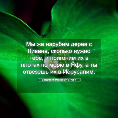 Picture 05 - 2 Паралипоменон 2:16 RUSV - Мы же нарубим дерев с - Bible Verse Picture