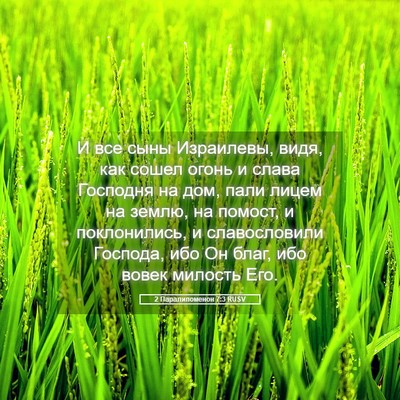 Picture 05 - 2 Паралипоменон 7:3 RUSV - И все сыны Израилевы, видя, - Bible Verse Picture