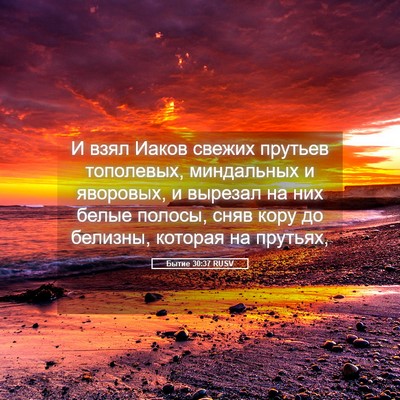 Picture 05 - Бытие 30:37 RUSV - И взял Иаков свежих - Bible Verse Picture