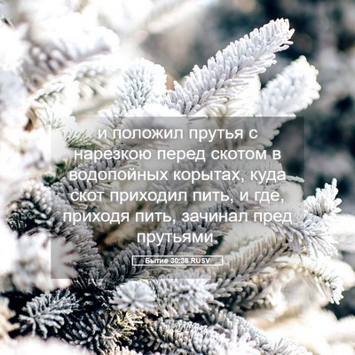Picture 05 - Бытие 30:38 RUSV - и положил прутья с - Bible Verse Picture
