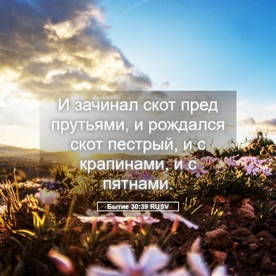 Picture 05 - Бытие 30:39 RUSV - И зачинал скот пред - Bible Verse Picture