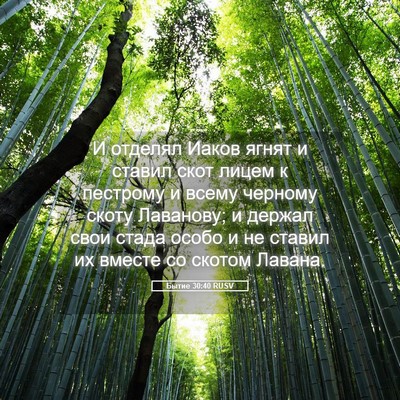 Picture 05 - Бытие 30:40 RUSV - И отделял Иаков ягнят и - Bible Verse Picture