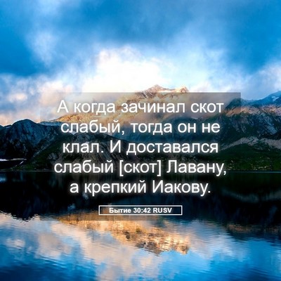 Picture 05 - Бытие 30:42 RUSV - А когда зачинал скот - Bible Verse Picture