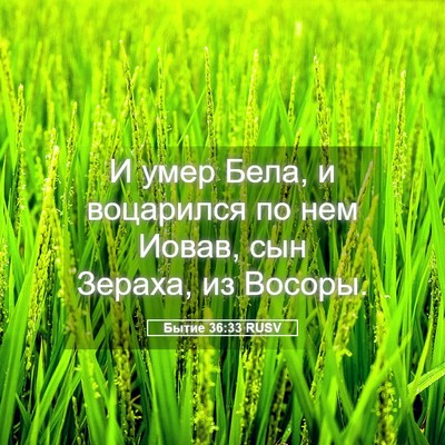 Picture 05 - Бытие 36:33 RUSV - И умер Бела, и воцарился по - Bible Verse Picture