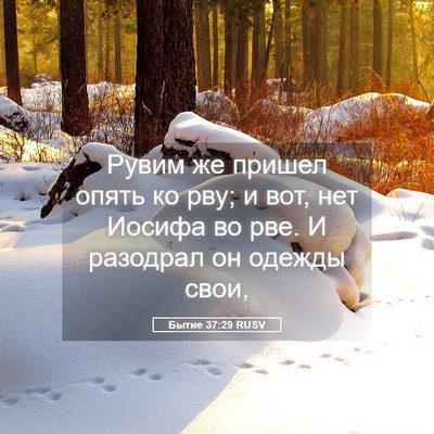 Picture 05 - Бытие 37:29 RUSV - Рувим же пришел опять ко - Bible Verse Picture